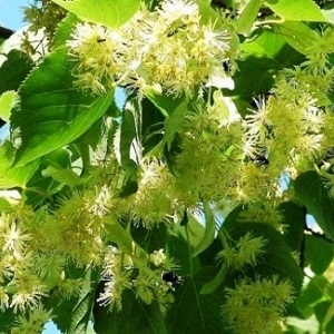 Опилки липовые оптом в Красногорске от завода-производителя Лигнум Ресурс